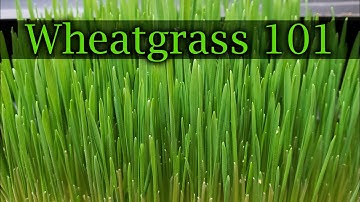 How To Grow Wheatgrass - A Complete Guide