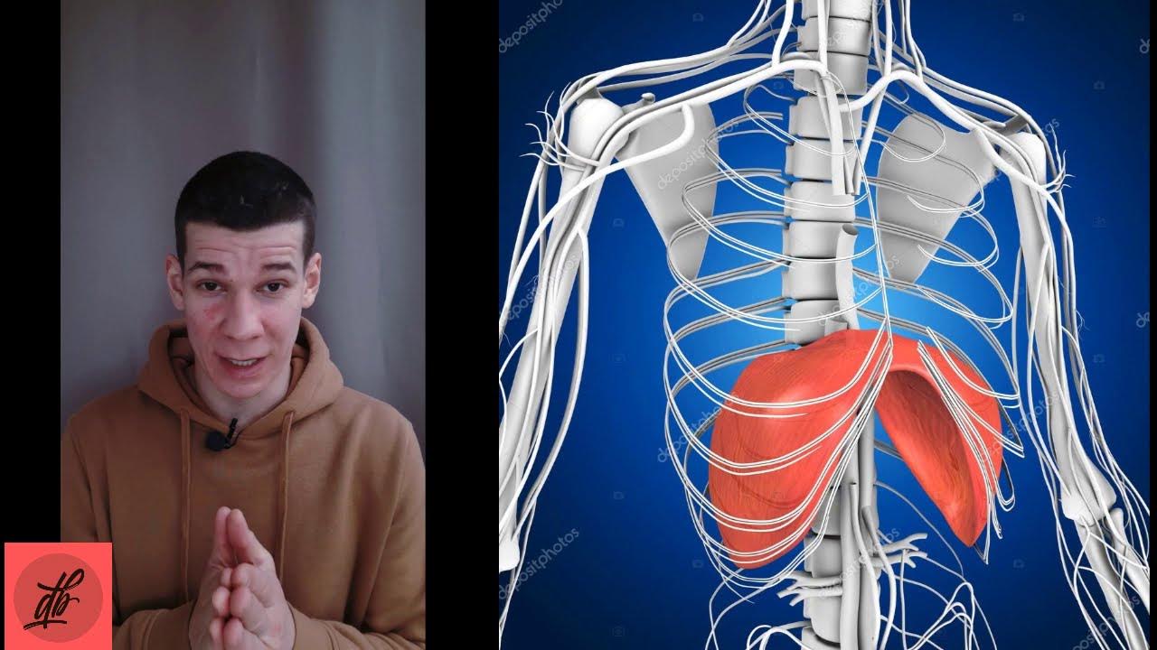 как правильно дышать для пения. дыхание и опора в вокале. дыхательная гимнастика диафрагмальное дыхание. 3д анатомия дыхательной системы. опорное дыхание в вокале.