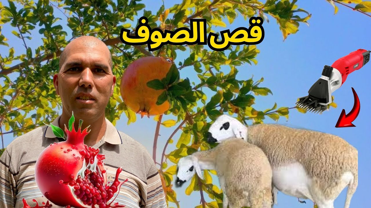 حلاقة الغنم والعناية بأشجار الرمان
