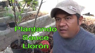 Plantando sauce lloron