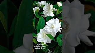 Video thumbnail of "parijata flower/Gardenias/parijatham flower in my garden #garden #whiteflower #parijatham #flowers"