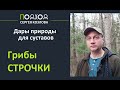 Строчки – грибы для суставов (костей и хрящей) при артрозе и некрозе