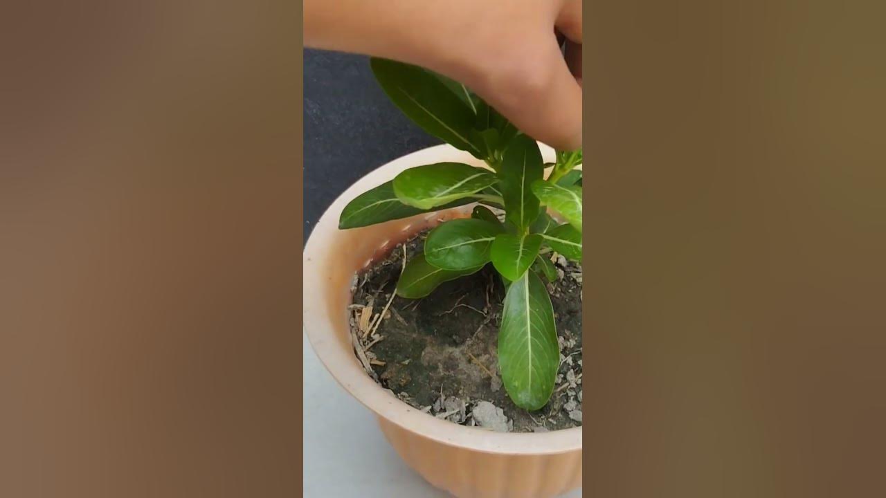 Vinca plant secend pinching youtube