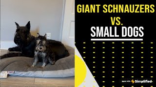 Giant Schnauzers vs. Small Dogs