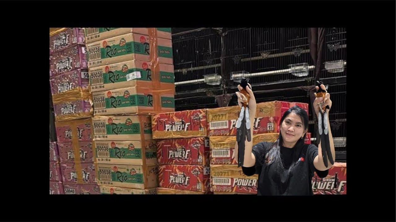 TERBARU BONGKARAN MURAI BATU TERNAKAN 28-2-2029