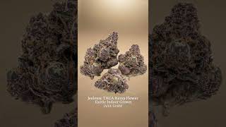 Jealousy THCa Flower 💜 High-Impact Hybrid