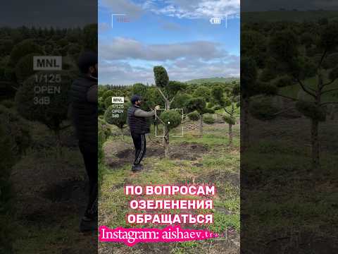 Бонсай Bonsai Шарики