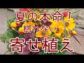 夏の『寄せ植え』秋まで長く楽しめるお花で寄せ植えしました。鉢とのカラーコーディネートで、お庭をセンスアップしてみましょう♪♪