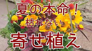 夏の『寄せ植え』秋まで長く楽しめるお花で寄せ植えしました。鉢とのカラーコーディネートで、お庭をセンスアップしてみましょう♪♪