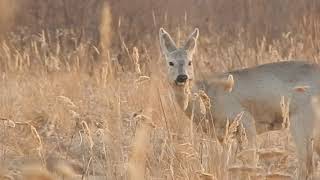 Сибирские косули весной. Sibirische Rehe im Frühjahr.