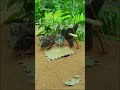 Create Easy Bird Trap # Simple Quail Trap #shorts