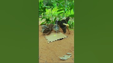 Create Easy Bird Trap # Simple Quail Trap #shorts