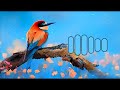 Bird new ringtone 2023 // cute birds music // bird ringtone.