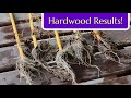 Hardwood Cuttings Results: Cold Season Propagation