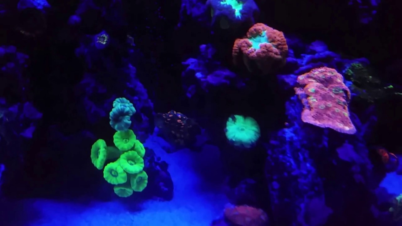 Glowing Corals Man Cave Reef YouTube