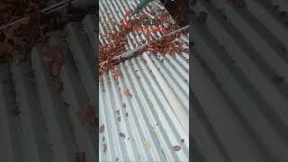Expert Roof Washing Near Warranwood VIC 3134 | Wright Pressure Expert Roof Washing Near Warranwood VIC 3134 | Wright Pressure