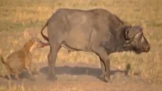 8 || Times Wild Animals Surrounds || Its Prey So It Can't Escape || 7angergreen