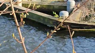 ນກເປດນຳ