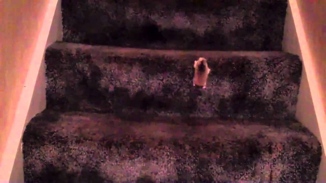 Spider Hamster YouTube