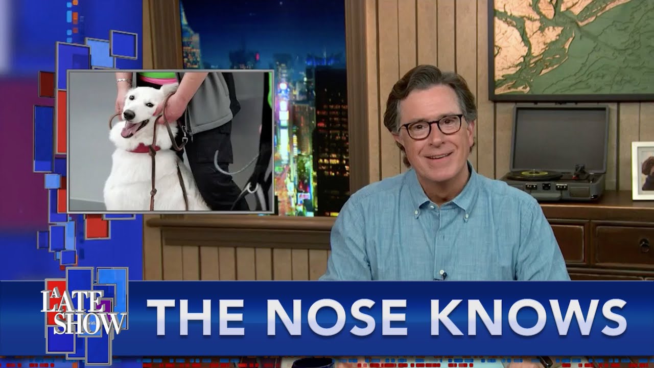 A Dog S Nose May Be The World S Most Accurate Covid 19 Test Youtube