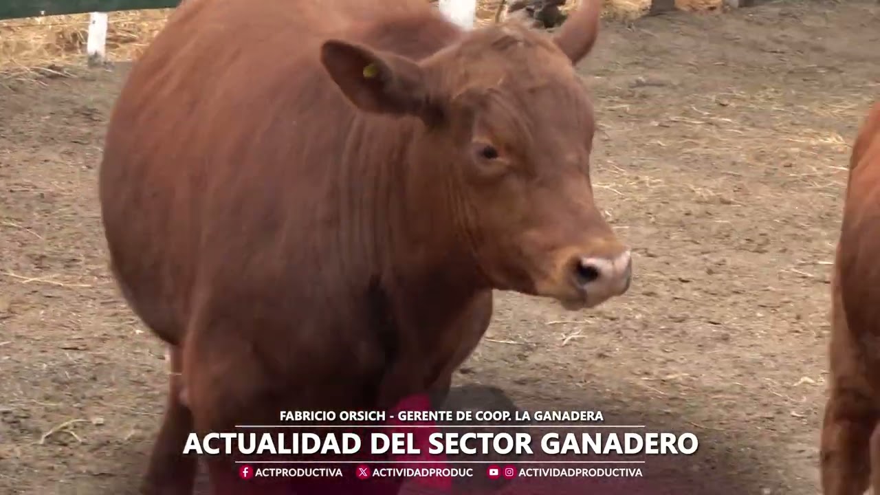 Fabricio Orsich - Actualidad del sector ganadero
