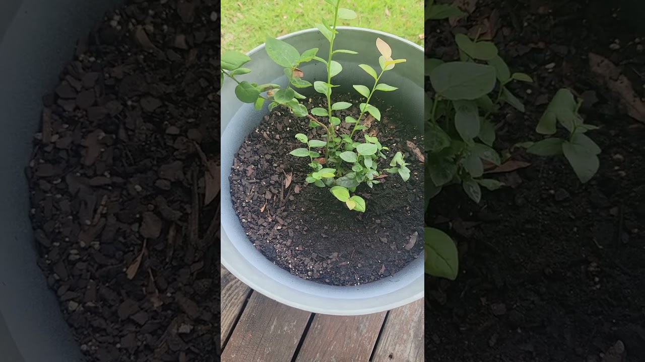 how to grow healthy blueberries