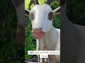 الماعز وهو بيقول اسم مؤمن Momen Weal الماعز وهو بيقول اسم مؤمن Momen Weal