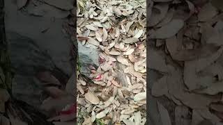 On The Way To Jhooni Villagekapkote Valley .Sarmool Sau Dhara , Part-2