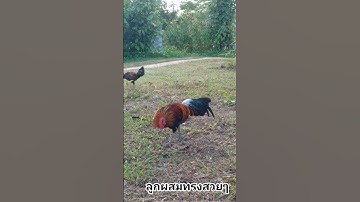 #ไก่ลูกผสม #ไก่ต่อ #ไก่ป่า #ไก่สวยงาม #qaib #qaibdib  #qaibqus  #redjunglefowl  ลูกผสม F2