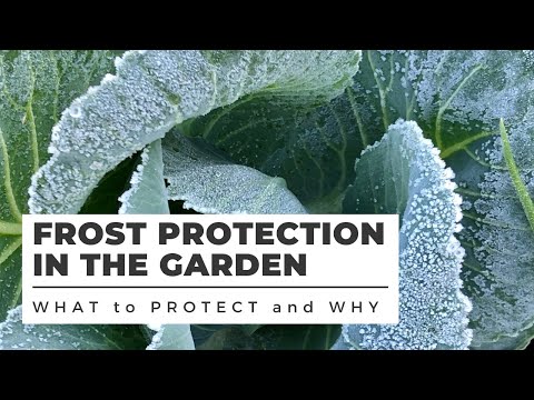 Vidéo: Plant Frost Info - Comment les plantes sont affectées par le gel léger