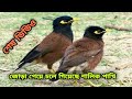 শালিকের শেষ ভিডিও। জোড়া পেয়ে চলে গিয়েছে শালিক পাখি। শালিক পাখি। shalik pakhi। salik।Indian ringneek