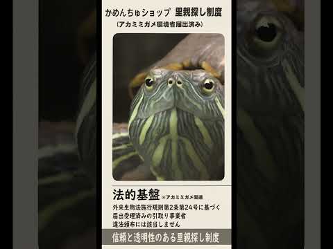 YouTubeショート動画サムネイル