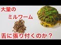 大量のミルワームでカエルの舌の粘着力を調べてみた