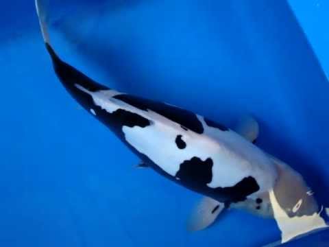 22" Very Unique Hosokai Kumonryu Koi Fish - YouTube