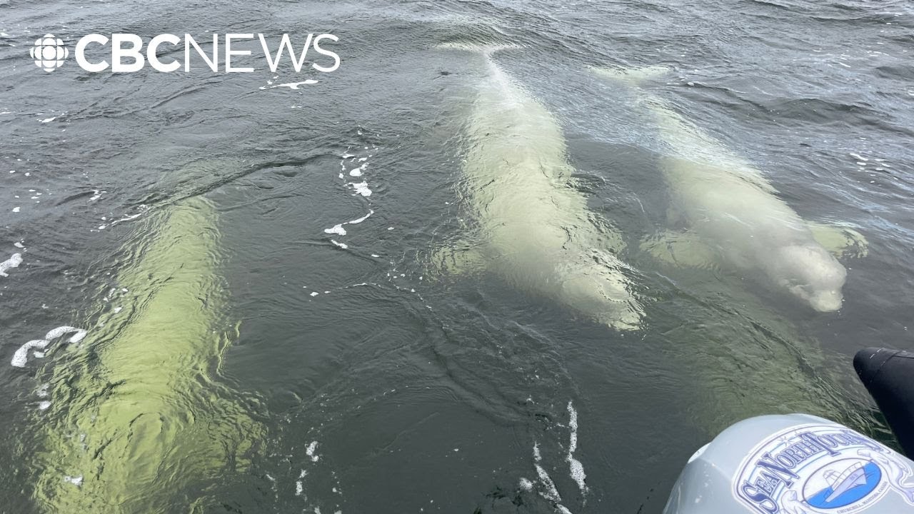 Manitoba, Canada to study protection for waters off Hudson Bay coast