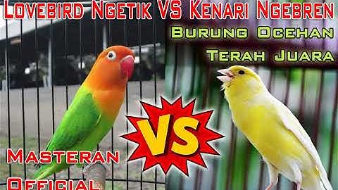 Masteran Lovebird Ngetik VS Kenari Ngebren Untuk Burung Ocehan Terah Juara