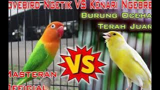 Masteran Lovebird Ngetik VS Kenari Ngebren Untuk Burung Ocehan Terah Juara