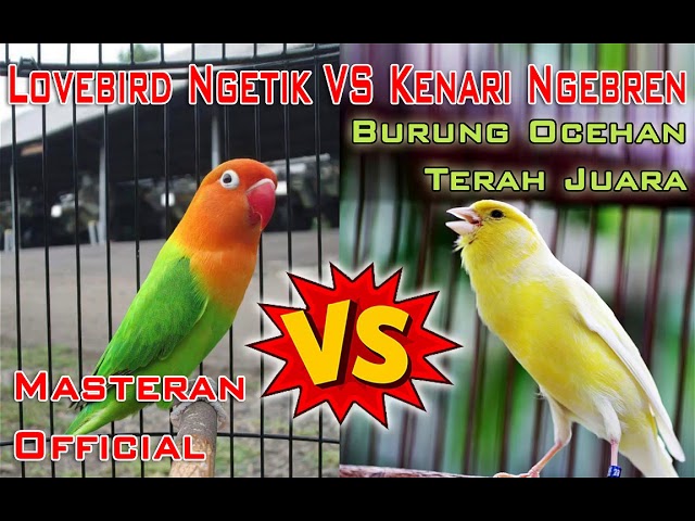 Masteran Lovebird Ngetik VS Kenari Ngebren Untuk Burung Ocehan Terah Juara class=