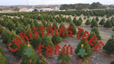 Elgin TX Christmas Tree Farm Ariel View of the Trees 2020