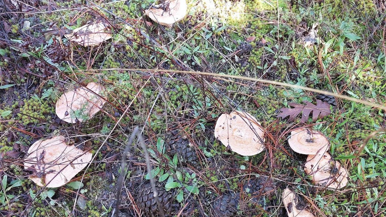 29 dakikalık bol Kanlıca videomuz. 10 Aralık 2023