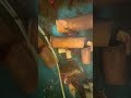 Crayfish kong Alaga Update 