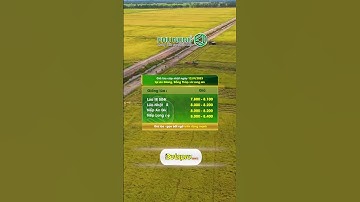 GIÁ LÚA GẠO 12/9/2023 | Giá lúa - gạo bất ngờ biến động mạnh | Phú Nông #shorts #nongnghiep #shorts