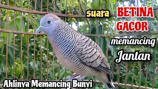 BETINA GACOR‼️Suara Perkutut Betina Memanggil Jantan || The female turtle dove calls the male