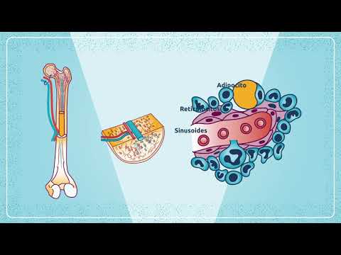Video: ¿Cuál de estos se desarrolla a partir de células madre linfoides?