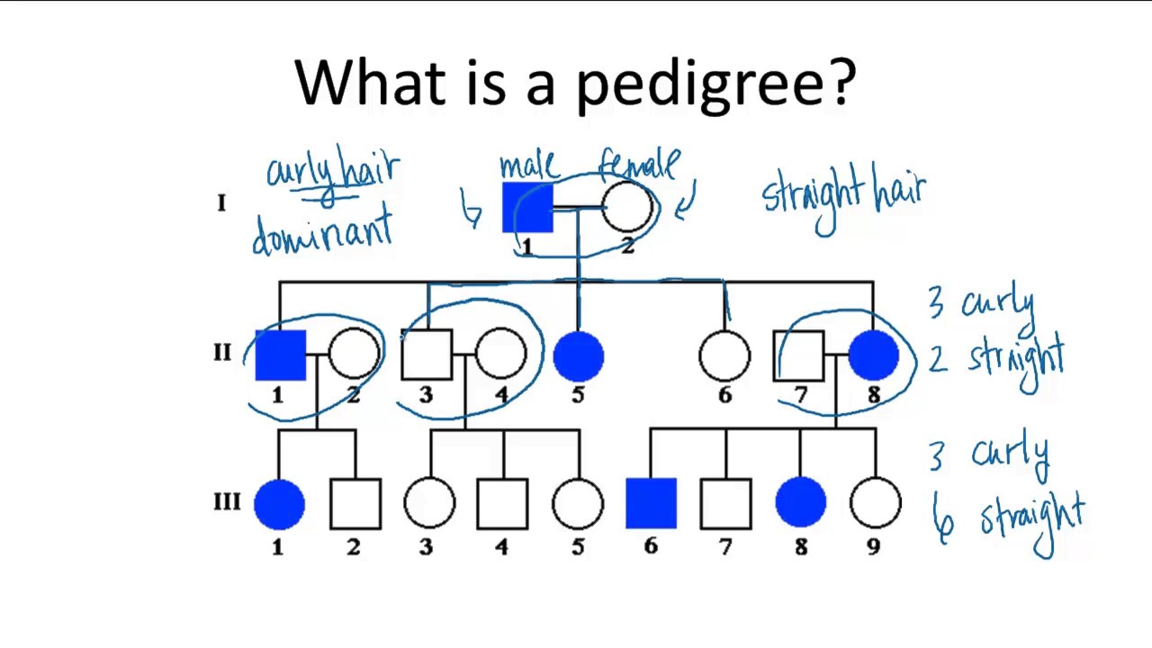Pedigrees YouTube