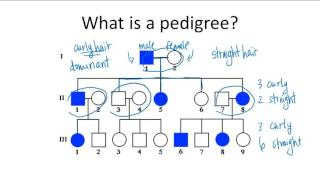 Pedigrees