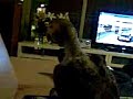 praten tegen tv 1.3gp