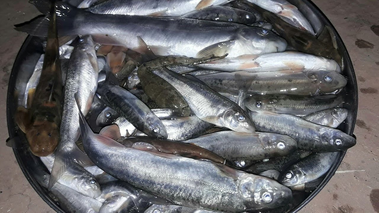 Nepal's most expensive himalaya fish NPR=1700 per K.G (नेपालकै सबैभन्दा