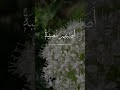 وبشر الصابرين قرآن كريم بصوت عبد الباسط عبد الصمد