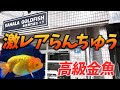 金魚専門店カハラで探し求めていた激レアの高級らんちゅうをお迎え!
